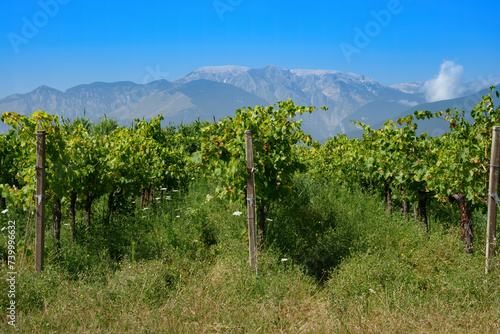Country landscape near Orsogna and Bucchianico, Abruzzo, Italy photo