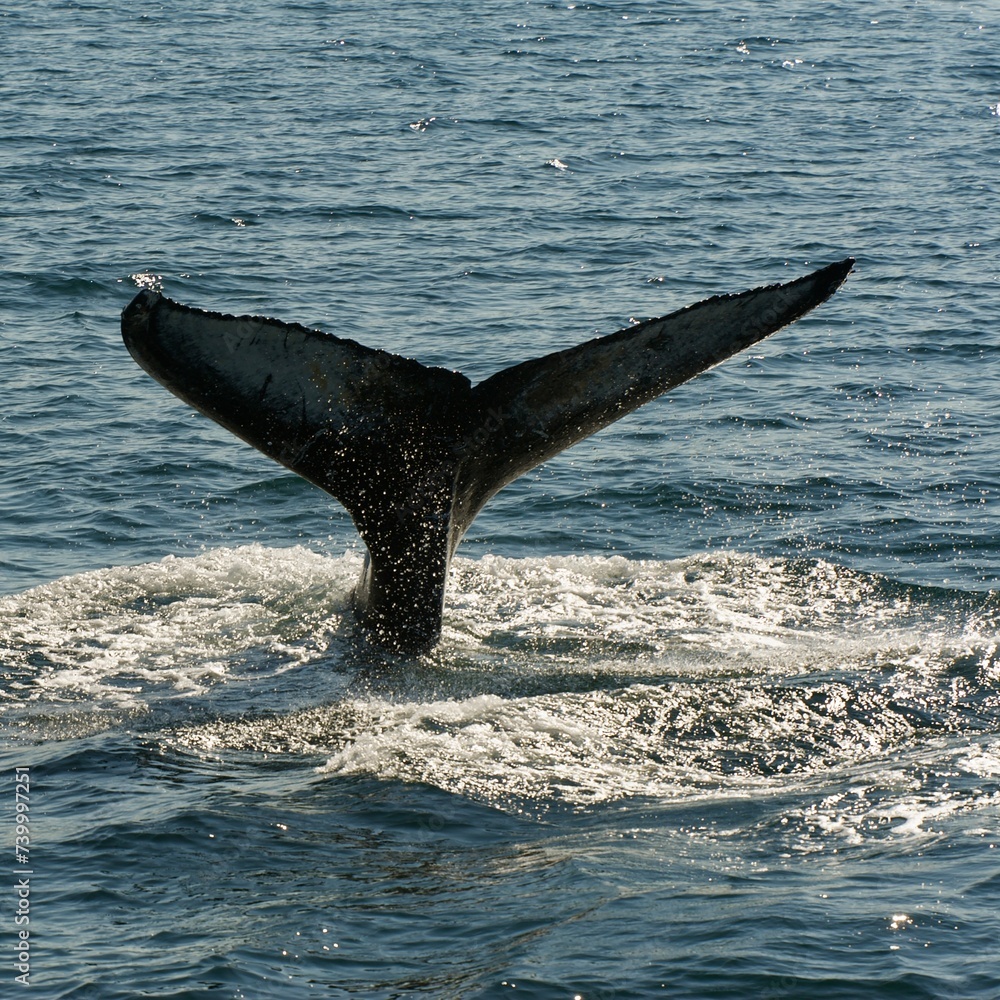 Naklejka premium Whale watching Ísafjörður. Iceland