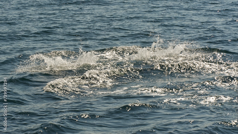 Fototapeta premium Whale watching Ísafjörður. Iceland