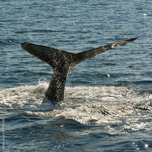Whale watching   safj  r  ur. Iceland
