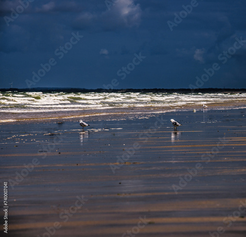 mouettes à marée basse