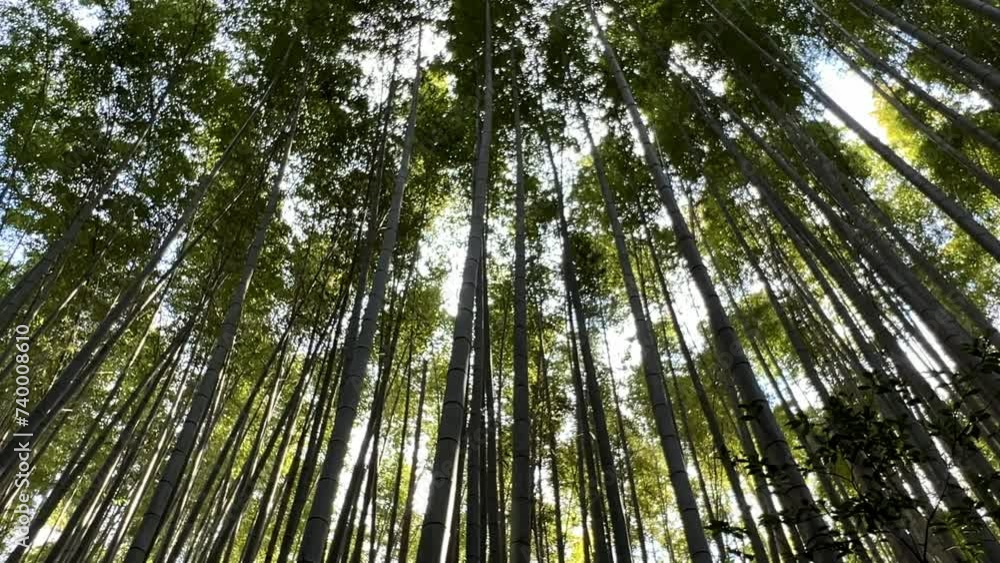 Walking through a bamboo grove in Kyoto, a beautiful green natural landscape Walking through a bamboo grove in Kyoto, a beautiful green natural landscape