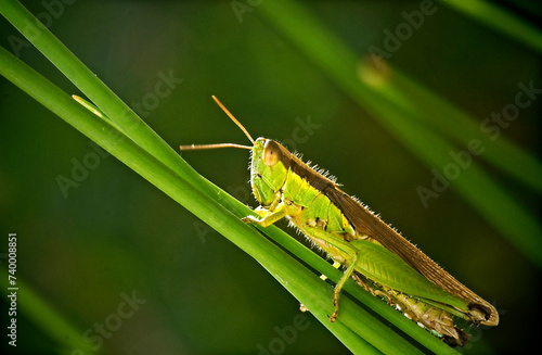 Fotografi Macro photo of grasshoppers on grass stalks in their habitat.