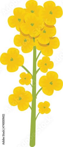 Agriculture organic plant icon cartoon vector. Rapeseed plant. Floral extract