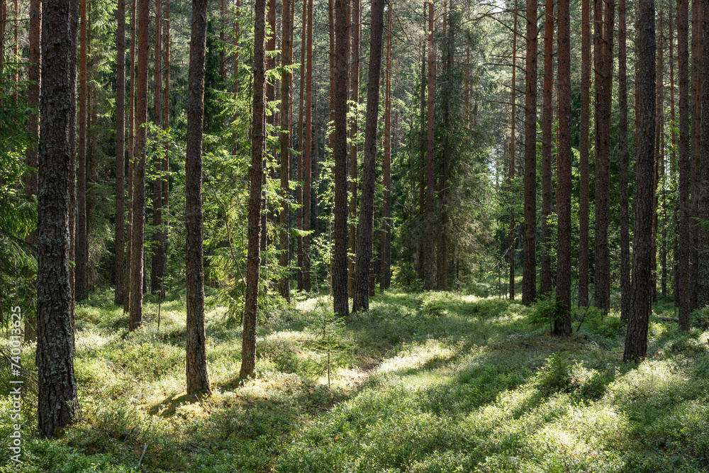 A commercially thinned Pine grove on a summer evening in rural Estonia, Northern Europe