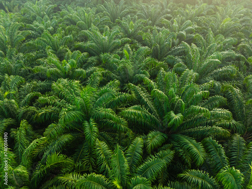 Tropical rainforest palm oil plantation tree morning sunrise food industry photo