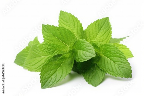 Mint leaf. Fresh mint on white background. Mint leaves isolated.