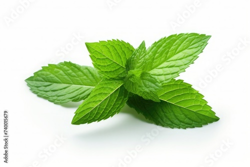 Vector fresh mint leaves on a white background
