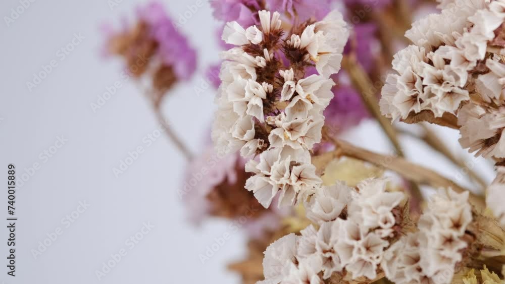 Dried flowers in close-up, on a white background. Dried flowers in close-up, on a white background.