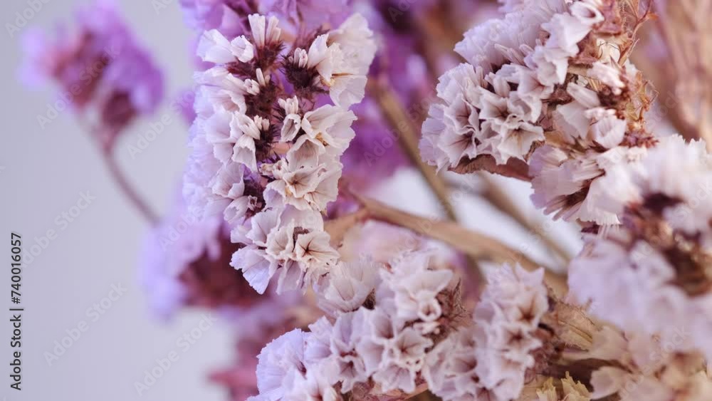 Dried flowers in close-up, on a white background. Dried flowers in close-up, on a white background.