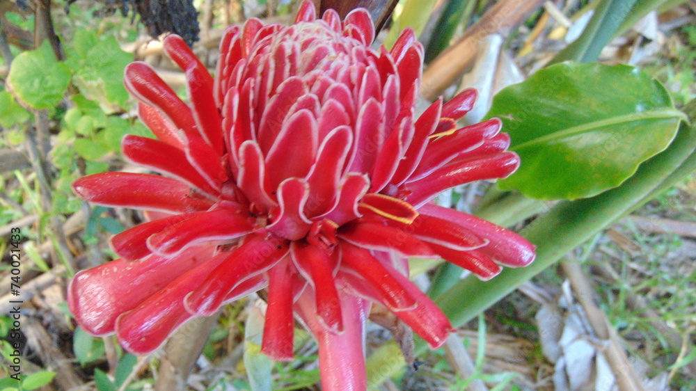 Une belle fleur tropicale rose Une belle fleur tropicale rose