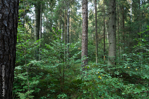 A late summer mixed forest with dense and green underwood in rural Estonia, Northern Europe photo