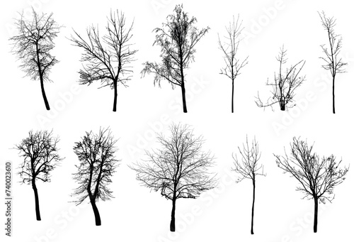 Collection of vector trees silhouettes.