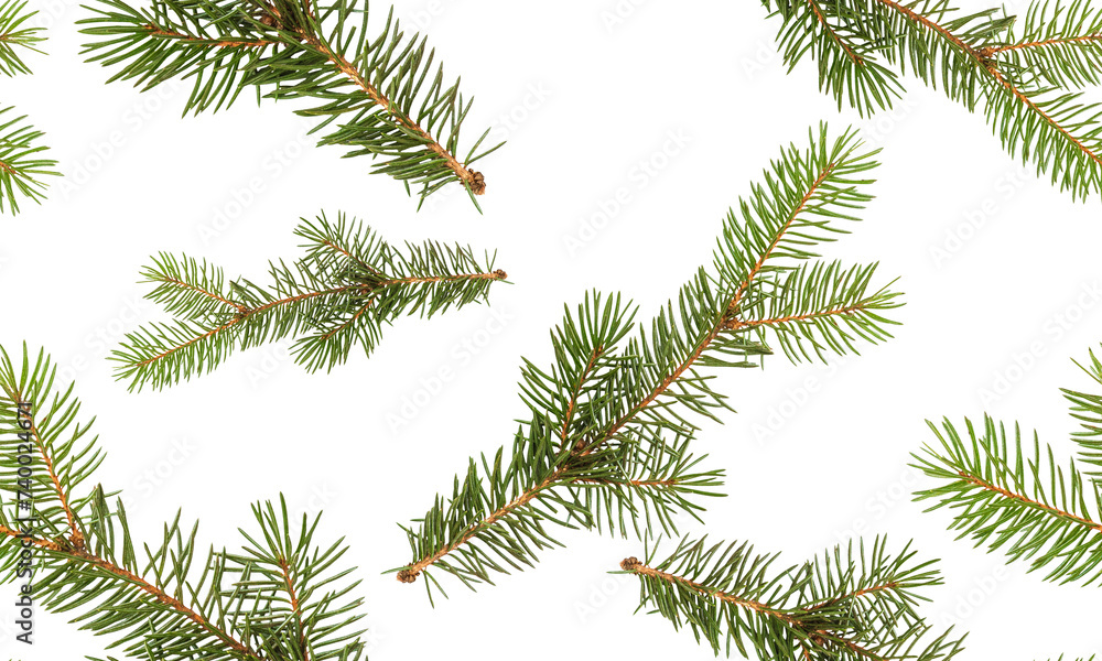 Fir branch isolated on white background. Seamless pattern