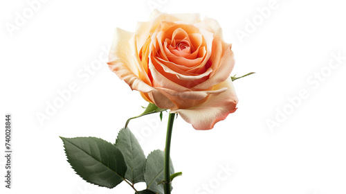 a peach rose isolated on a white background