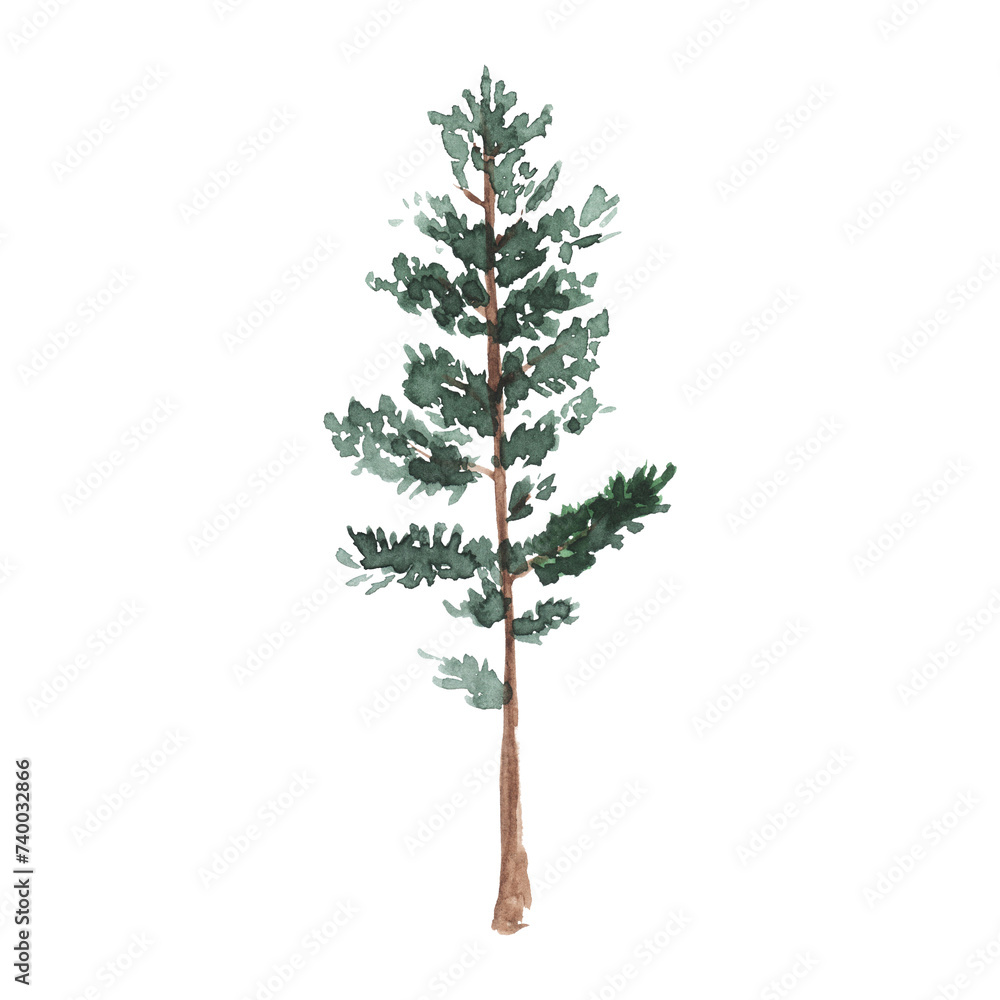 Watercolor green pine tree on white background. Isolated hand drawn elements for prints, cards. Landscape design