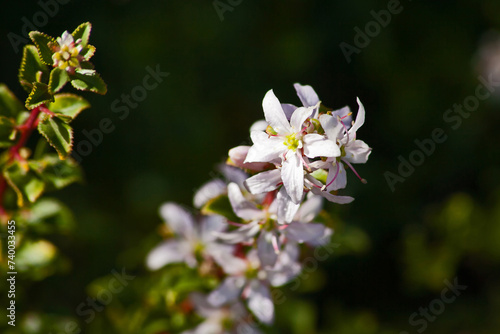 Mountain Buchu (Agathosma betulina) 12691