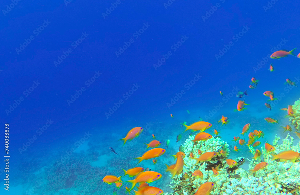 Obraz premium Amazing coral reef and fish