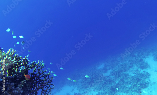 Amazing coral reef and fish