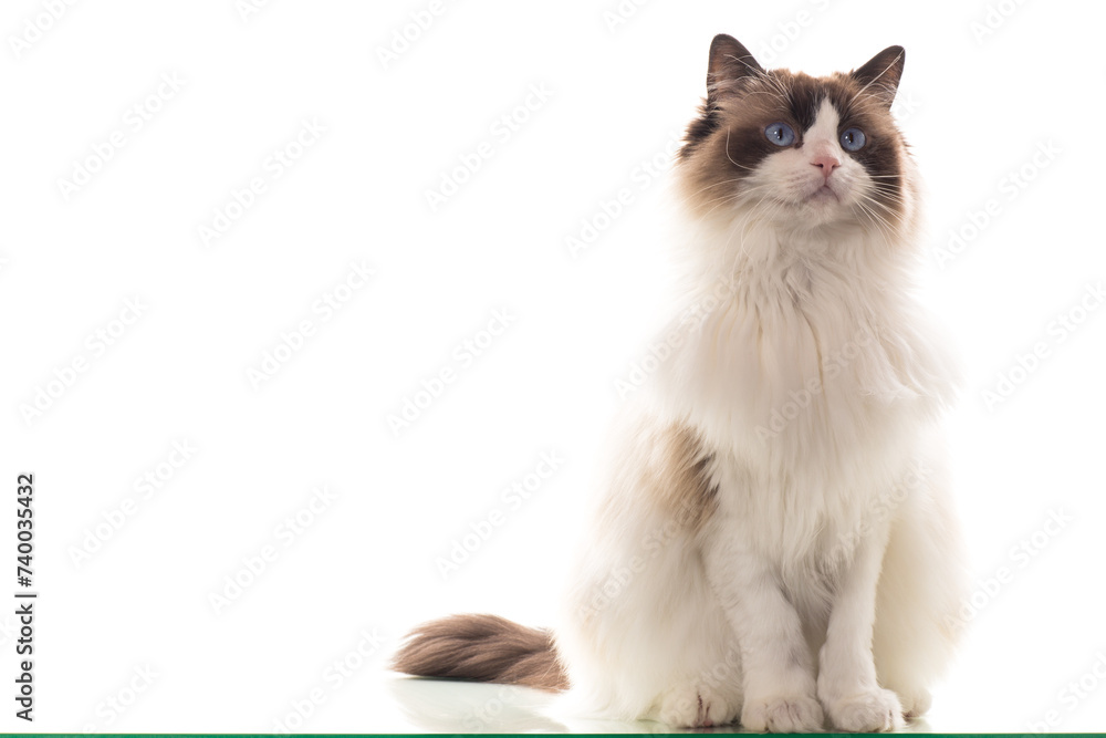 Beautiful young healthy Ragdoll cat on a white background.