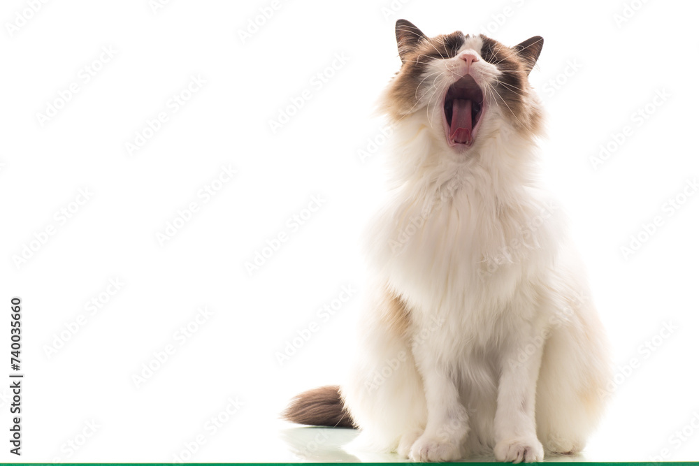 Beautiful young healthy Ragdoll cat on a white background. Beautiful young healthy Ragdoll cat on a white background.