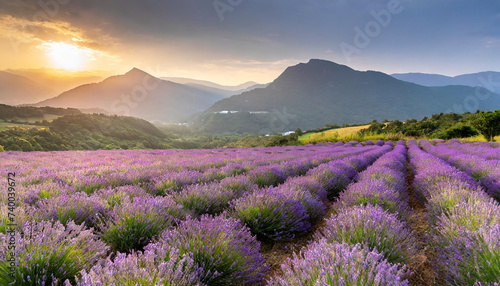 Blooming lavender field in front of mountain range in setting sun