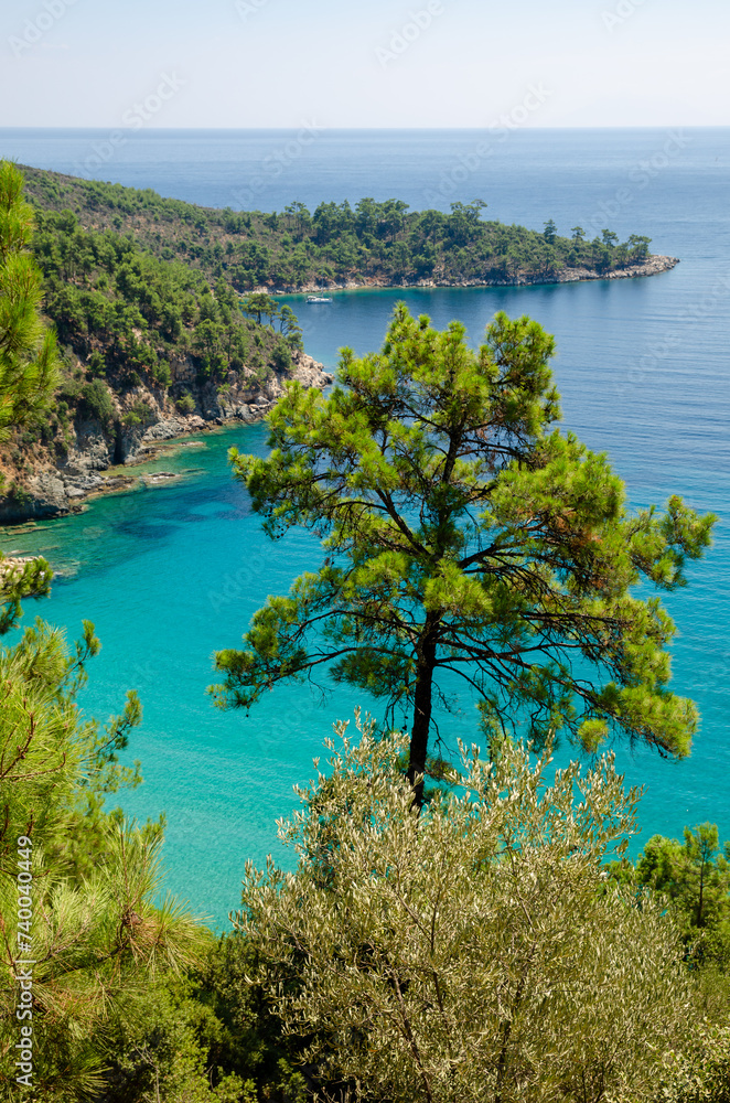 Scenic landscape with pine trees on a rocky shore surrounded by turquoise waters