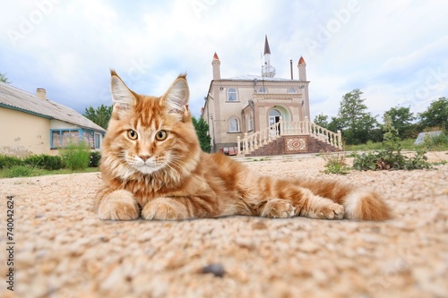 Photography Cute domestic cat sitting on mosque background