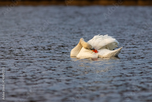 Biały piękny łabędź spokojnie pływający po powierzchni jeziora