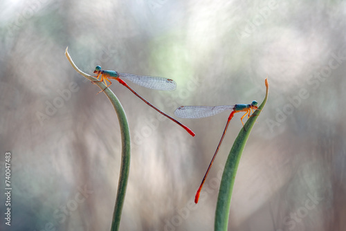 Beautiful Damselfly with amazing nature plant