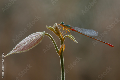 Beautiful Damselfly with amazing nature plant photo