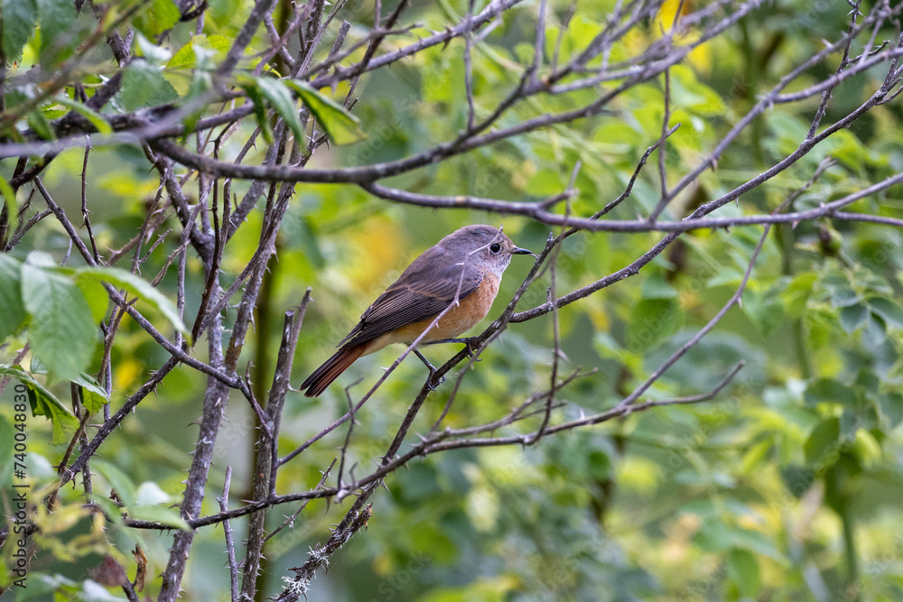 common redstart on a branch