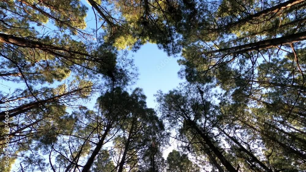 ground point of view of high top trees in the forest woods with blue