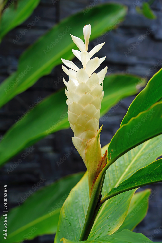 Obraz premium White ginger flower in bloom