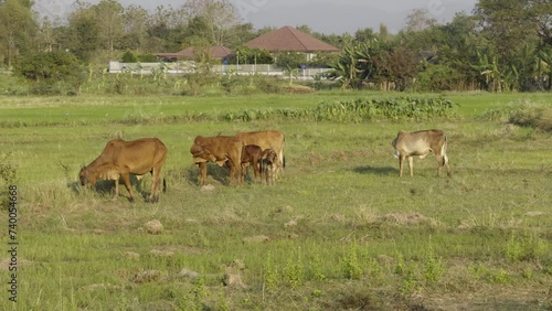 Wallpaper Mural Raising cows in the fields countryside thailand Torontodigital.ca