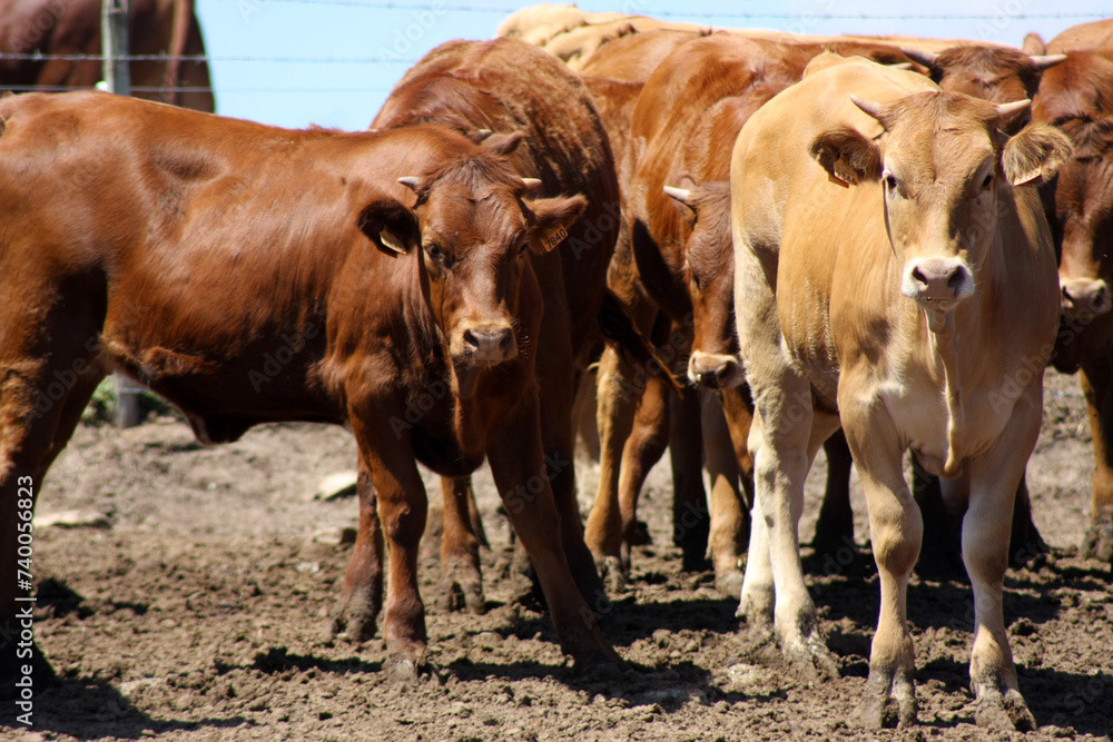 Herd of brown cows grazing peacefully on an Alentejo farm, capturing the rural tranquility and beauty of countryside life. Herd of brown cows grazing peacefully on an Alentejo farm, capturing the rural tranquility and beauty of countryside life.