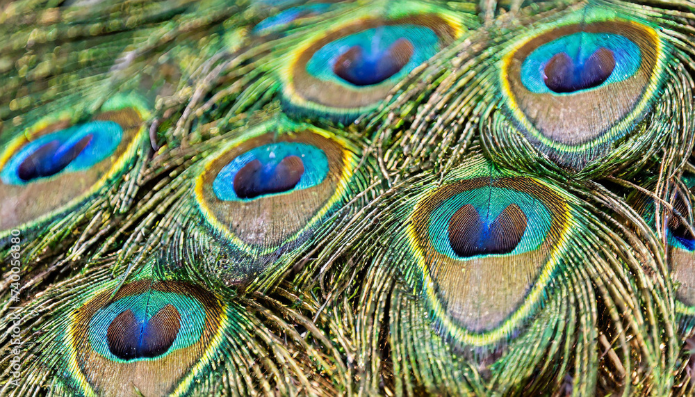 Fototapeta premium Patterns and colors of peacock feathers.
