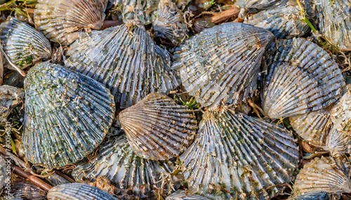 Mass of Razor shells (Ensis siliqua) washed up on Titchwell beach, Norfolk, England, UK. March. photo