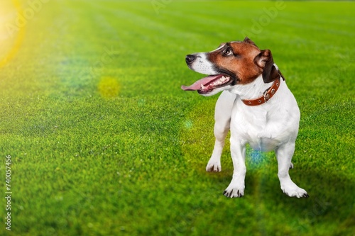 Portrait of happy pet dog playing on grass lawn