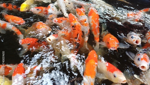 Colorful Koi fish or Japanese Koi carp swimming in the healthy pond in Can Tho city, Vietnam.