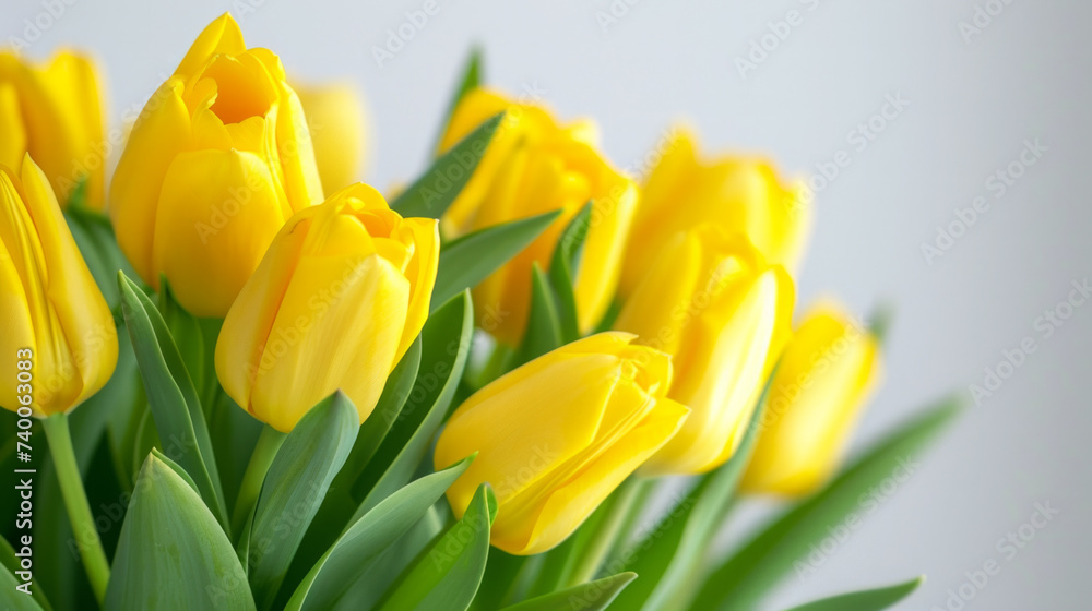 Yellow tulips on white background spring flowers banner Mothers Day card Yellow tulips on white background spring flowers banner Mothers Day card