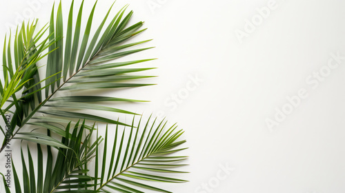 Palm leaves background tropical leaves © Creation