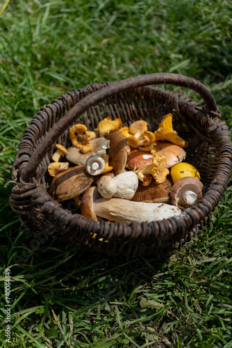 woven basket filled with various types of mushrooms, placed on a grassy field. The mushrooms are of different shapes and colors