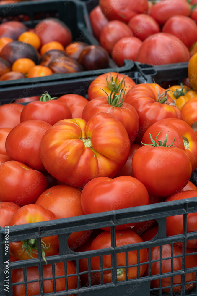 Ripe tomatoes, prominently displaying their rich, red and orange colors. There are different types of tomatoes visible. The tomatoes are housed in a black plastic tray Ripe tomatoes, prominently displaying their rich, red and orange colors. There are different types of tomatoes visible. The tomatoes are housed in a black plastic tray