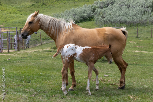 A yellow colored Palomino mare standing in a green pasture on a farm with her roan appaloosa foal next to her.