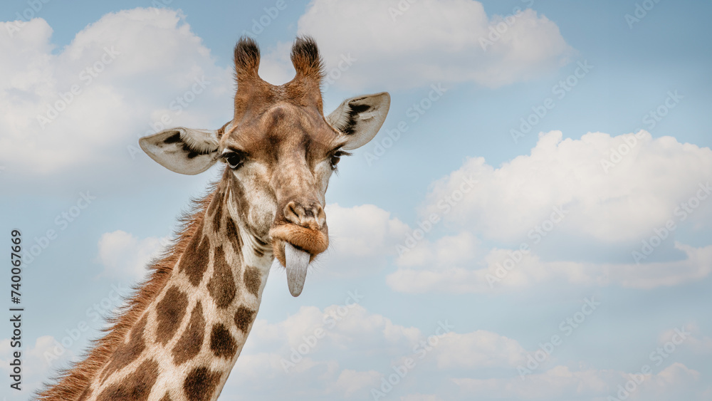 The giraffe sticking out its tongue