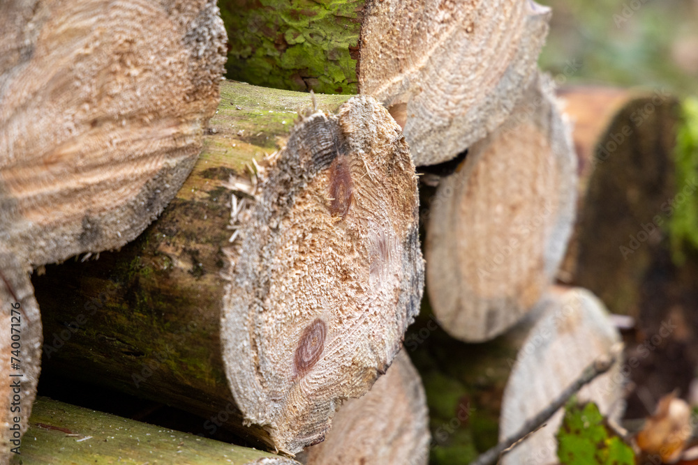 spiles of wood in the forest spiles of wood in the forest