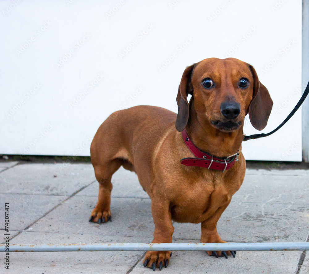 Brown dachshund, dog on a leash.