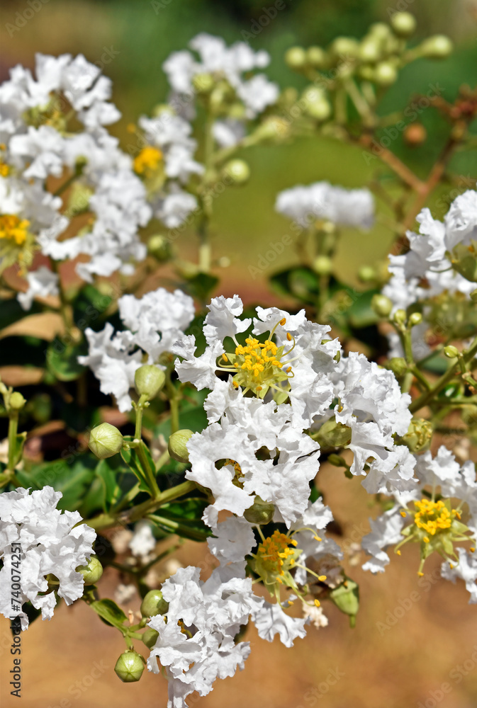 Crape myrtle flowers (Lagerstroemia indica) on tree