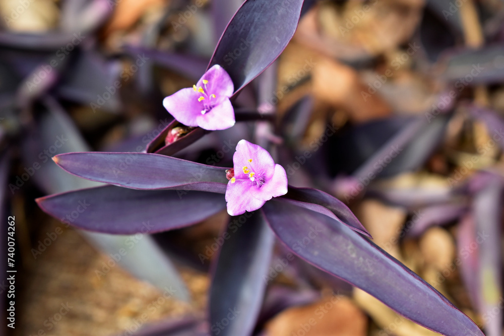 Φωτογραφία Purple queen flowers (Tradescantia pallida or Setcreasea purpurea) on garden